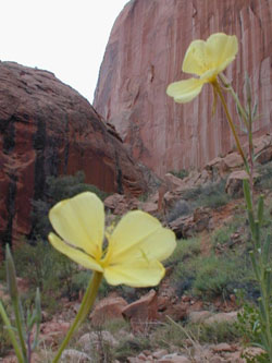 Flowers in Reflection Canyon