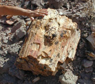 Petrified wood