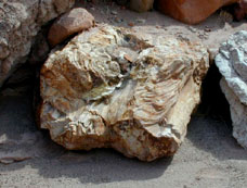 Even more petrified wood